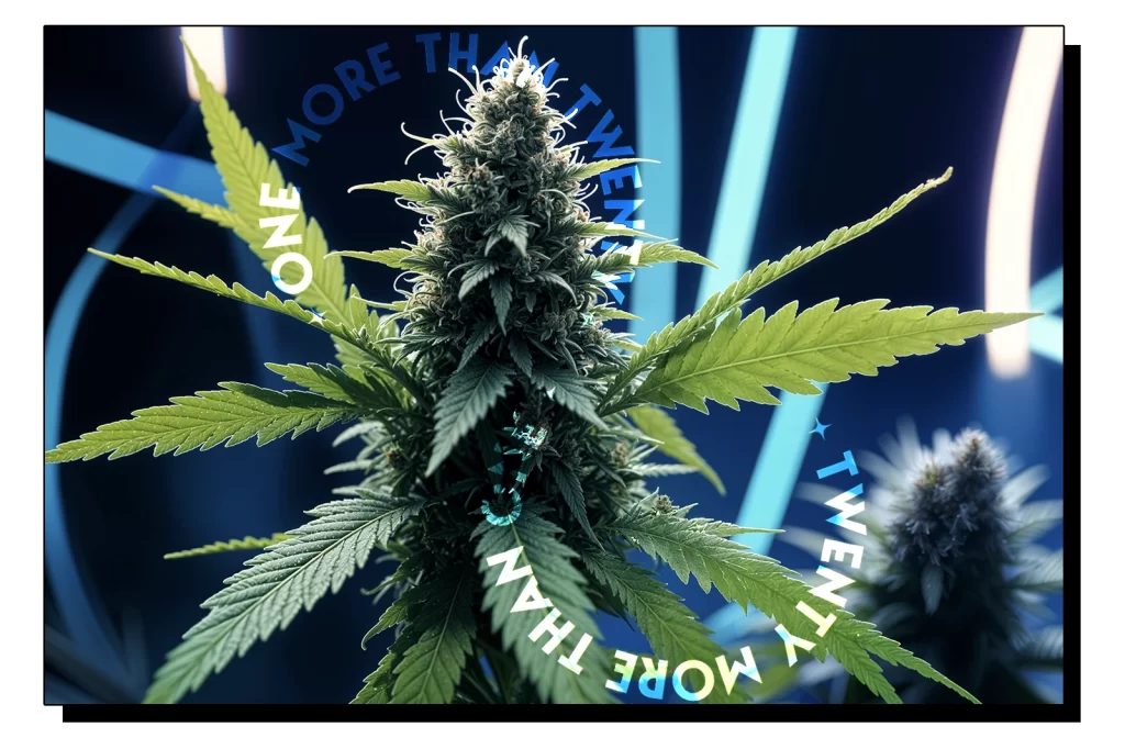 TKO Hybrid Strain Review - supporting