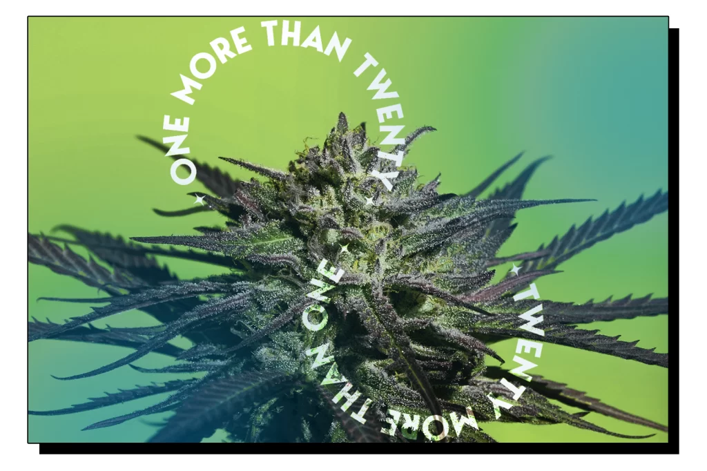 OG Kush Indica Strain Review Supporting Image