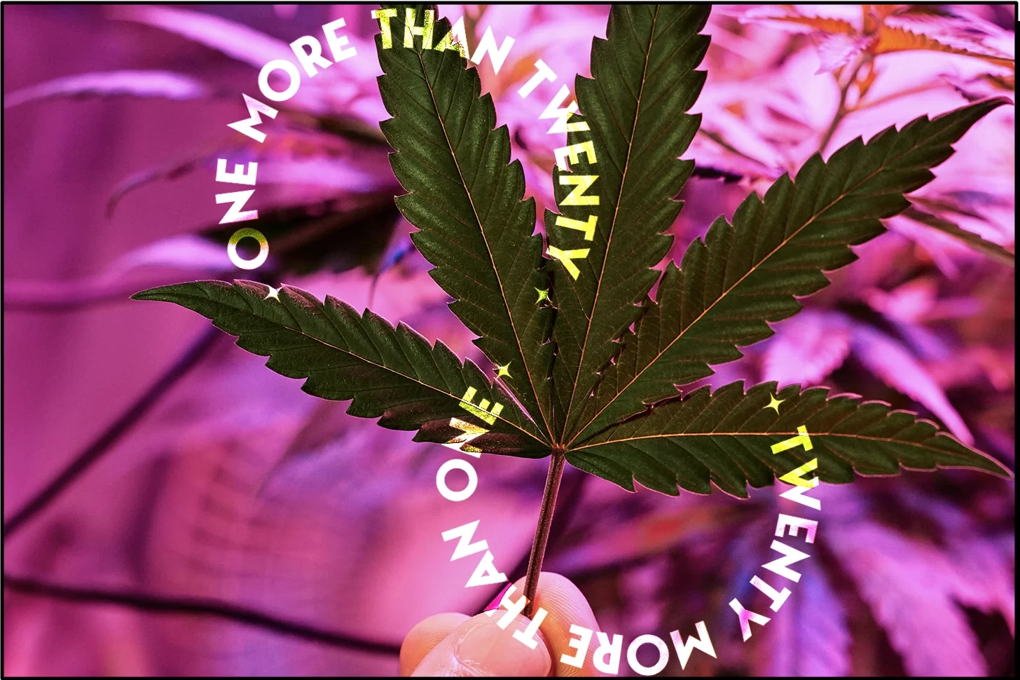 A green marijuana leaf set against a marijuana garden background with a purple effect