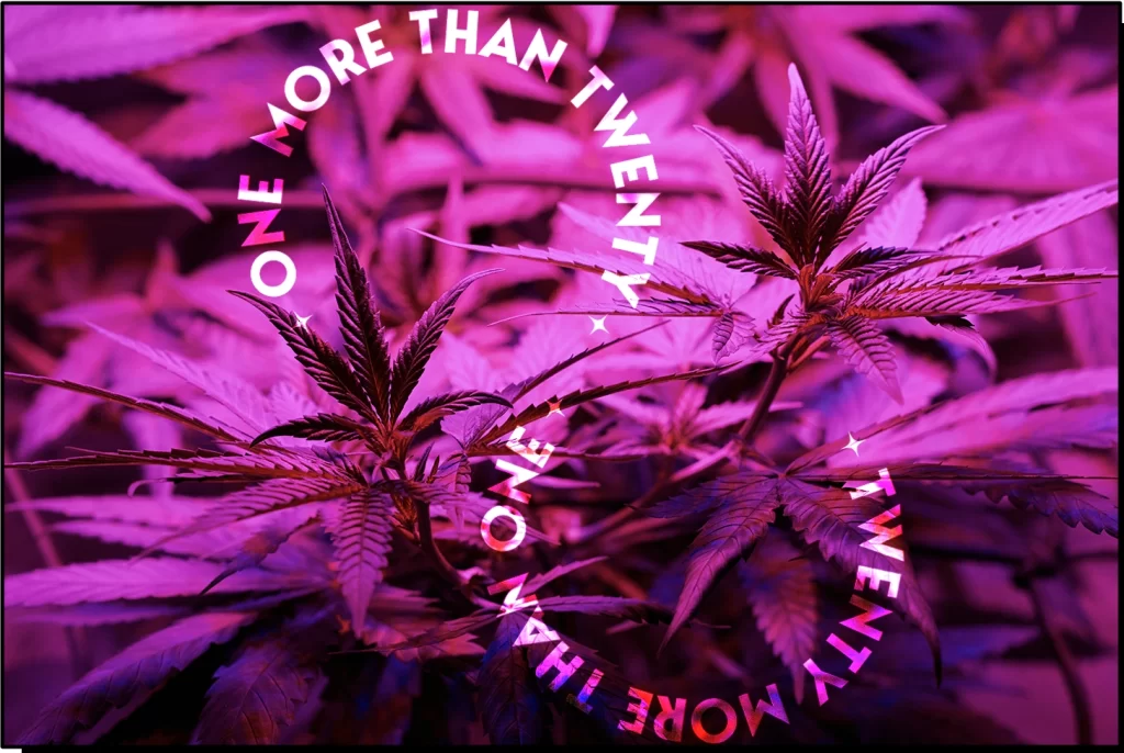 Big cannabis marijuana garden with a purple effect