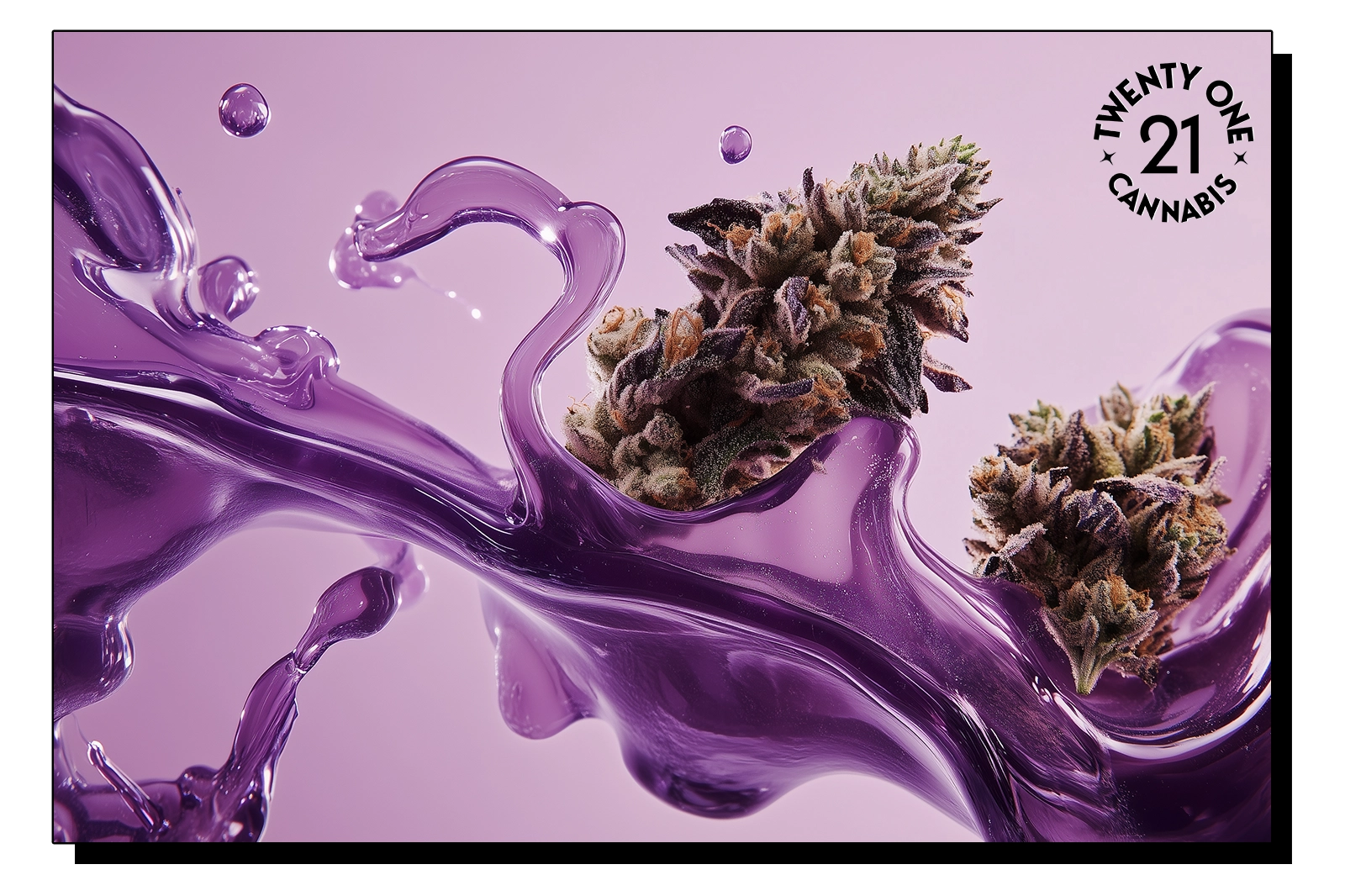 Two cannabis strains floating in purple liquid