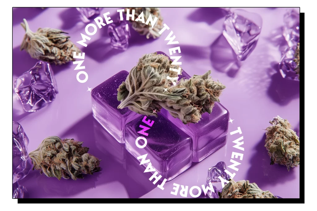 Some cannabis strains are placed on a purple jelly piece which is set on a purple surface