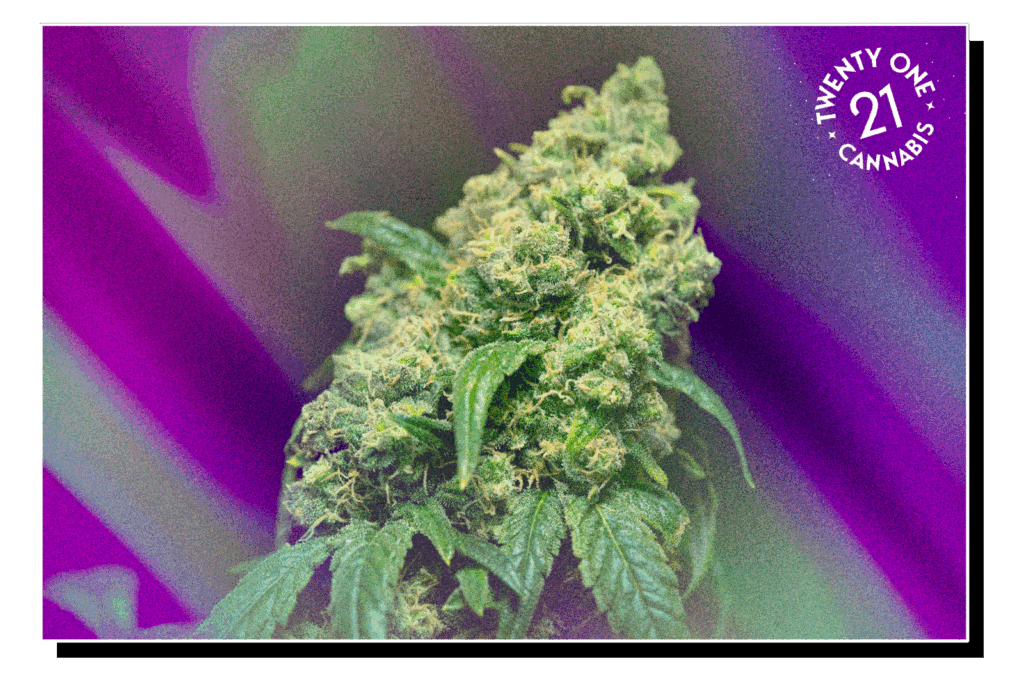 A lush, green cannabis buds with detailed trichomes, against a vibrant purple background