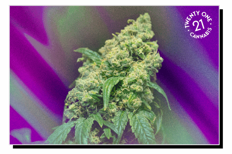 A lush, green cannabis buds with detailed trichomes, against a vibrant purple background