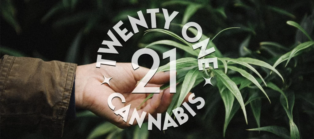 hand touching a hemp leaf and the twenty one cannabis logo over it