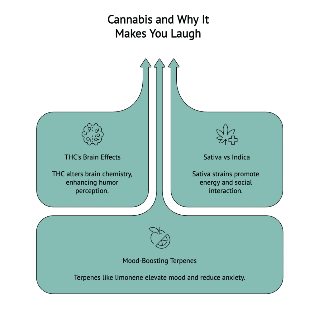 A visual explaining why cannabis can make you laugh