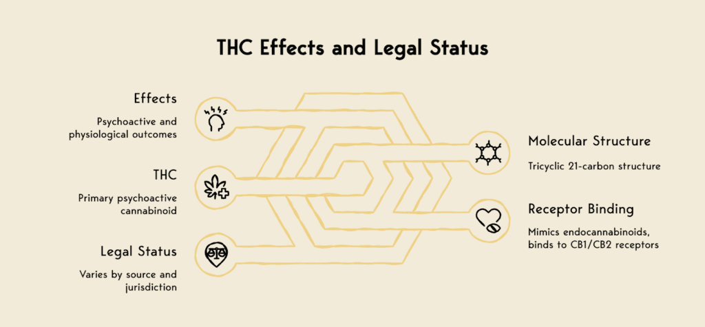Visual summarizing THC's effects and legal status