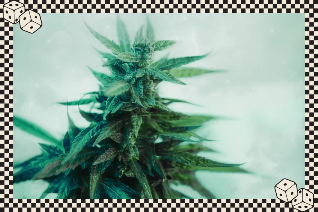 Does Hemp Flower Get Stronger Over Time - Featured Image