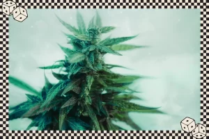 Does Hemp Flower Get Stronger Over Time - Featured Image