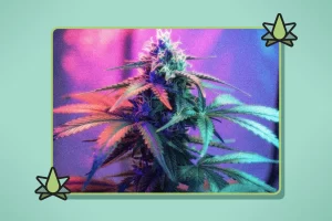 Will THCa Show Up on a Drug Test - Featured Image