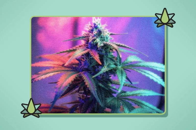 Will THCa Show Up on a Drug Test - Featured Image